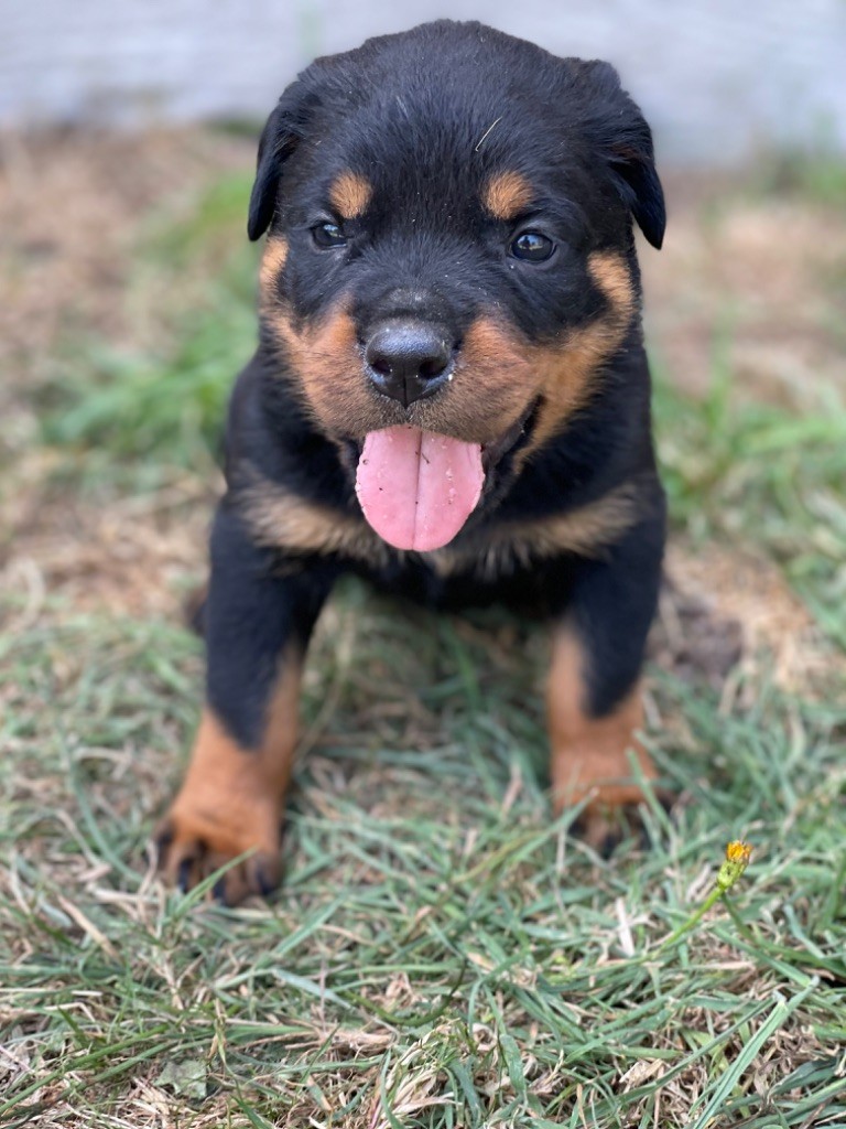 Des Diamants Noirs Et Feu - Chiots disponibles - Rottweiler