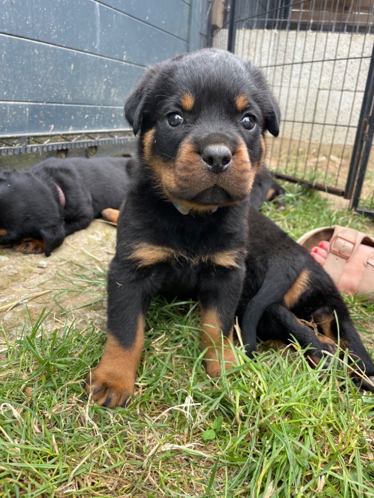 Des Diamants Noirs Et Feu - Chiots disponibles - Rottweiler