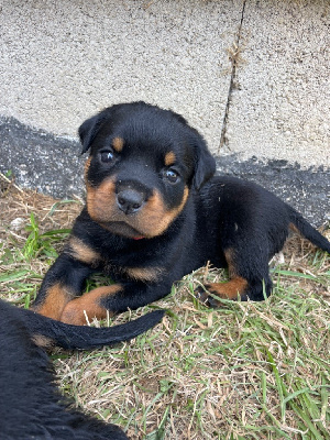 CHIOT 2