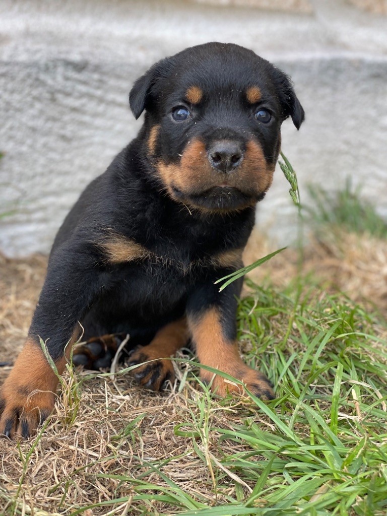 Des Diamants Noirs Et Feu - Chiots disponibles - Rottweiler